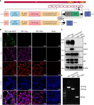 Immunological characteristics of a recombinant alphaherpesvirus with an envelope-embedded Cap protein of circovirus